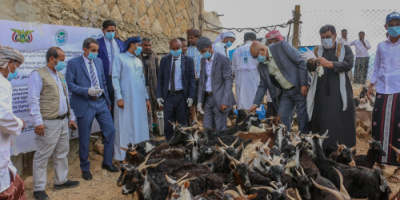 تدشين حملة معالجة الطفيليات الدخيلة والدورة التدريبية لعمال الصحة الحيوانية بسقطرى
