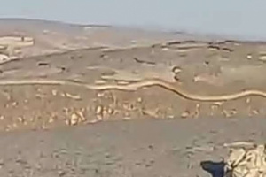 ثعبان ضخم يظهر في جبل شعلان ويثير قلق السكان المحليين