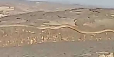 ثعبان ضخم يظهر في جبل شعلان ويثير قلق السكان المحليين