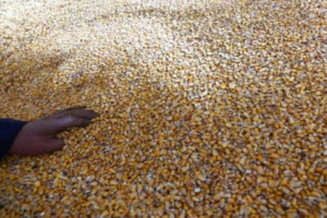 إغلاق هرمز يهدد سلاسل إمداد الحبوب عالمياً