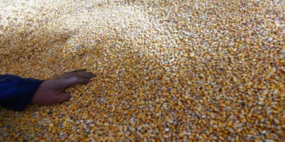 إغلاق هرمز يهدد سلاسل إمداد الحبوب عالمياً 