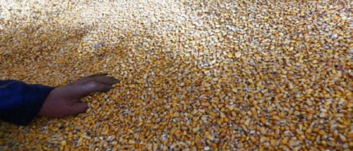 إغلاق هرمز يهدد سلاسل إمداد الحبوب عالمياً 