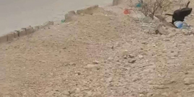 عتق..مناشدات بشأن انتشار الكلاب الضالة وتسجيل حالات اعتداء على الأطفال