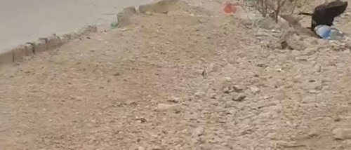 عتق..مناشدات بشأن انتشار الكلاب الضالة وتسجيل حالات اعتداء على الأطفال