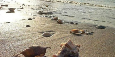 وسط حاله من الذعر..غرق شابين وفقدان آخرين في حادثة بساحل الحسوة 