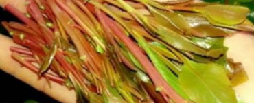 لهذا السبب. .يمني يواجه حكم الإعدام في مصر