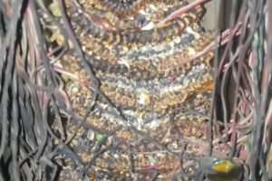 مدير إدارة خدمات المشتركين لسنترال المنصورة أ.مختار رجب: بسبب الإهمال واللامبالاة حرمان ٦٠٠ شخص من خدمة الاتصالات