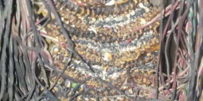 مدير إدارة خدمات المشتركين لسنترال المنصورة أ.مختار رجب: بسبب الإهمال واللامبالاة حرمان ٦٠٠ شخص من خدمة الاتصالات