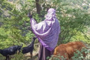 مسلح يقتل مسنة بسبب دخول اغنامها الحقل في محافظة إب اليمنية