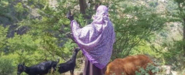 مسلح يقتل مسنة بسبب دخول اغنامها الحقل في محافظة إب اليمنية 