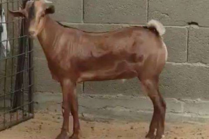 مأساة مؤلمة.. شاب يفارق الحياة إثر نطحة شاة