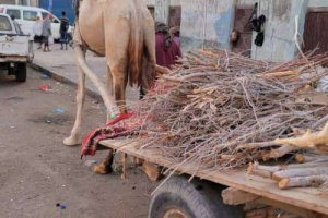 عودة نشاط بائعي الحطب في العاصمة عدن بسبب أزمة الغاز المنزلي