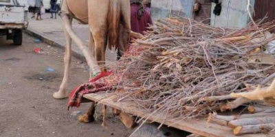 عودة نشاط بائعي الحطب في العاصمة عدن بسبب أزمة الغاز المنزلي
